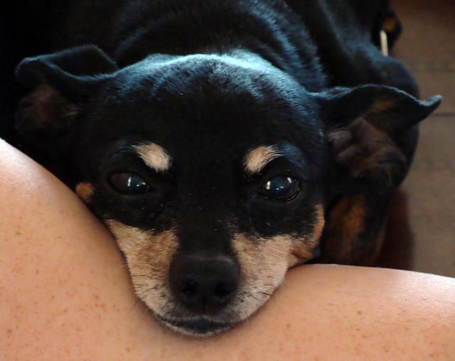 A very content beach going Daisy